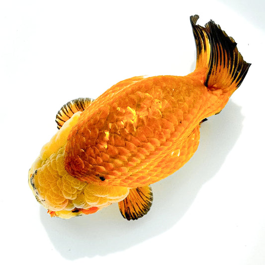 24K Gold Ranchu | Ultra Rare